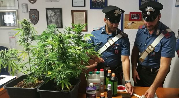 Roma, coltiva marijuana in giardino: arrestato
