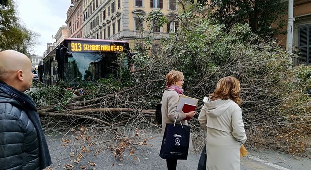 Roma, albero crolla e sfiora un bus: ennesima tragedia sfiorata a Prati
