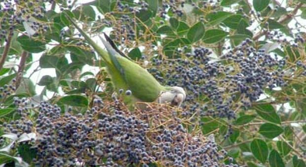 Le campagne pugliesi invase dai pappagalli, scatta l'allarme: « Distrutti i raccolti di frutta e mandorle»