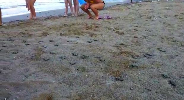 Decine di tartarughine in spiaggia, stupore tra i bagnanti all'Elba. Video boom su Facebook