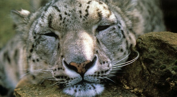 Un leopardo delle nevi (immag repertorio Ansa)
