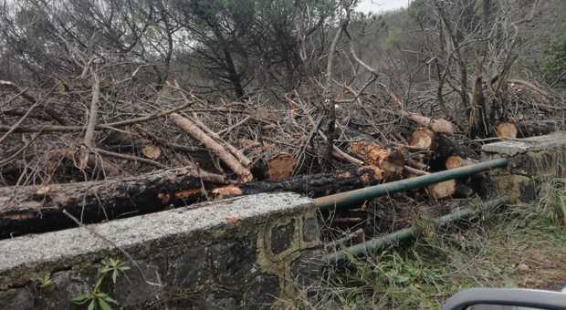 Pericolo crolli e centinaia di alberi a rischio, il Gran Cono del Vesuvio resta chiuso