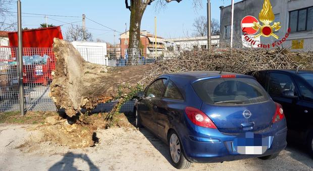 Grosso albero cade sul parcheggio dell'ospedale, due auto distrutte