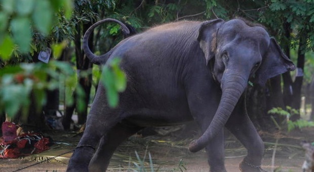 Vietato "guidare" gli elefanti in stato d'ebbrezza: in Sri Lanka i pachidermi avranno una carta di identità