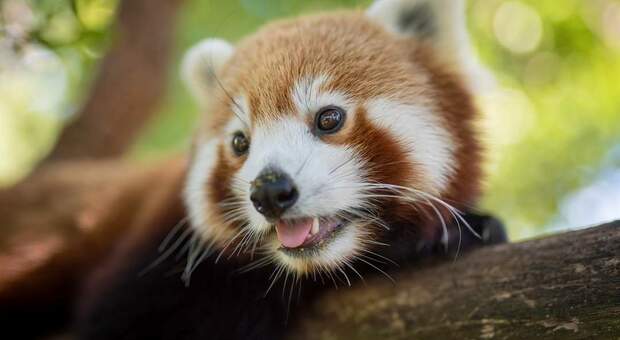 Il panda rosso ucciso da un'auto (immag diffusa sui social dal Symbio Wildlife Park)