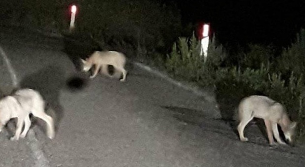 Guida l'auto di notte e all'improvviso sbuca un branco di lupi: avvistamento choc