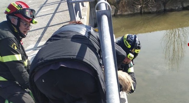 Finale felice per la cagnolina Giulia, caduta nel canale e salvata dai pompieri. L'abbraccio con la proprietaria