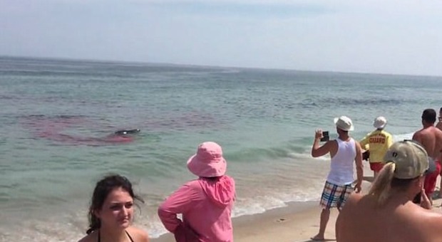 Lo squalo bianco attacca a riva, sangue in mare vicino a due surfisti: ma la verità è un'altra