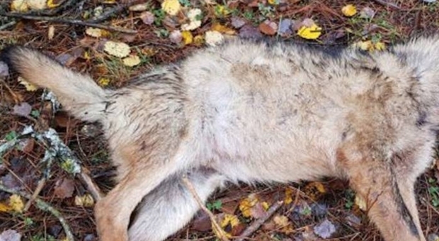 Il lupo rinvenuto decapitato in Tirolo. (immagine pubblicata da METEOWEB.EU)