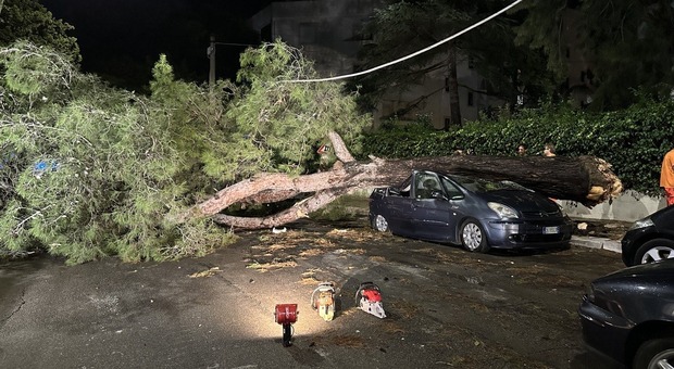 Un albero caduto a Castromediano