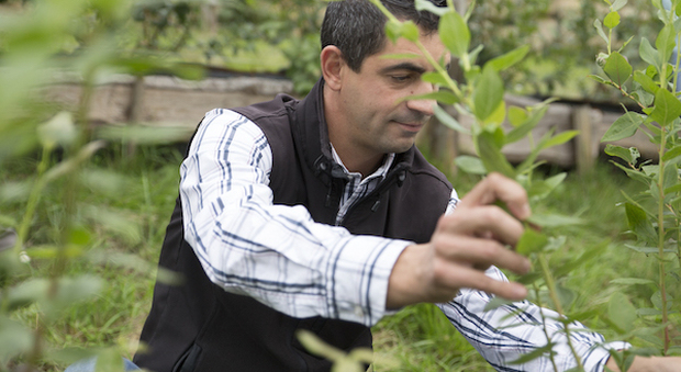 Davide Crestani al lavoro nella propria azienda agricola biologica che gestisce insieme ai fratelli, puntando anche sui Piccoli frutti