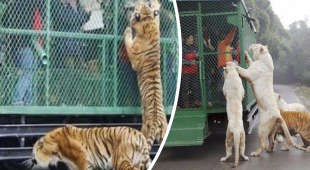 Lo zoo 'al contrario', dove i visitatori in gabbia incontrano gli animali in libertà