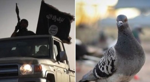 Isis, frustate a chi dà da mangiare ai piccioni: ​"Il loro volo è volgare, offende l'Islam"