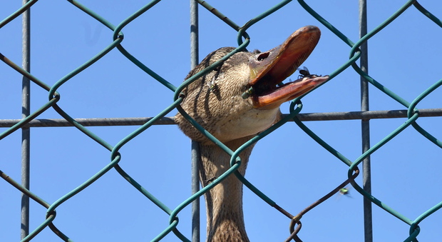 Intrappolata con il becco nella recinzione: la tremenda morte dell'anatra