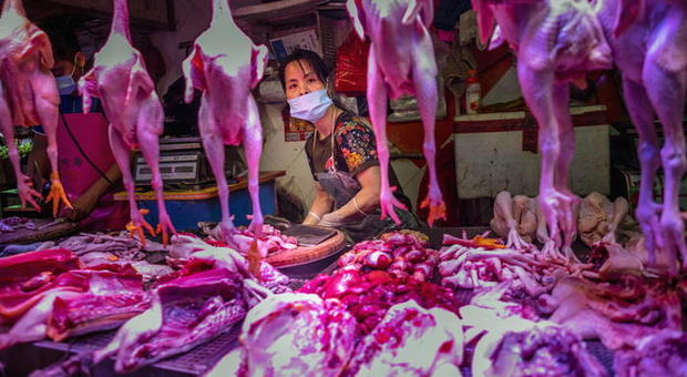 Virus, Wuhan vieta carne selvaggina per 5 anni: misure drastiche contro caccia e consumo