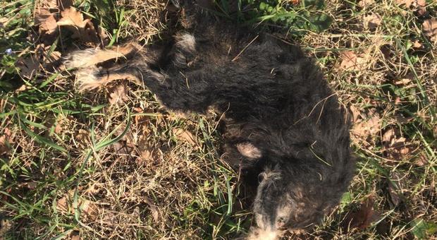Cani, cucciolo decapitato lasciato ai margini della strada per Montesilvano
