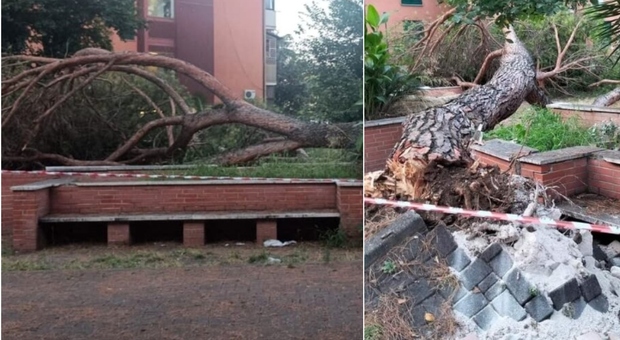 Paura a Roma, albero di 20 metri crolla nei giardini di un condominio: ferite tre minorenni, due in codice rosso