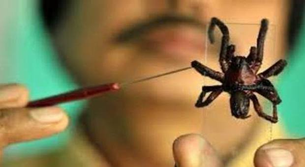Antidolorifici e farmaci contro il cancro con il veleno di ragni, api e scorpioni
