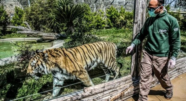 Scuole chiuse a Napoli, i genitori No Dad portano i bambini a lezione allo zoo