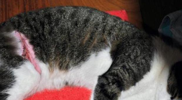 Orrore a Belluno: gatto di casa rapito e torturato con forbici e ferri roventi