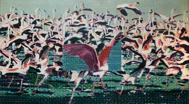 “Flamingos, 1966-67” di Claudio Cintoli