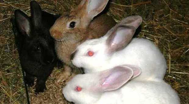​Allevamento del coniglio: Veneto e Fvg ai vertici