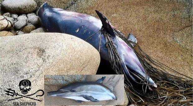 Delfini amputati della coda trovati morti sulle coste francesi. La denuncia di Sea Shepherd.