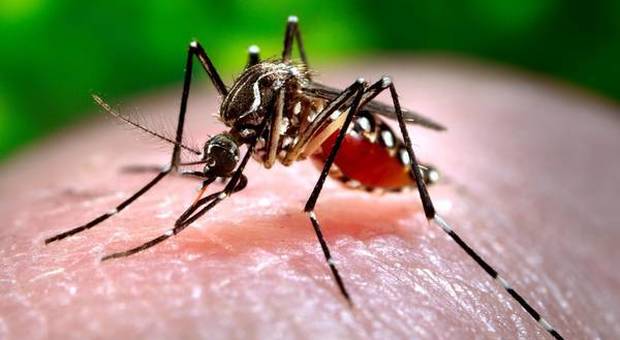 Zanzara Coreana, allarme a Natale: allerta in 5 regioni. «Pericolosa per l'uomo e per gli animali»