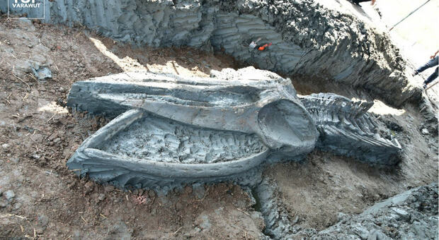 Trovato in spiaggia uno scheletro di balena di 5.000 anni fa: scoperta incredibile in riva al mare