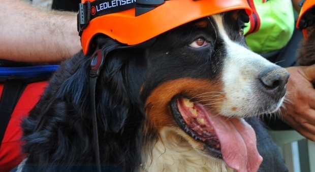 Addio Kreole, il cane dei vigili del fuoco aiutò i soccorsi da Amatrice al Ponte Morandi