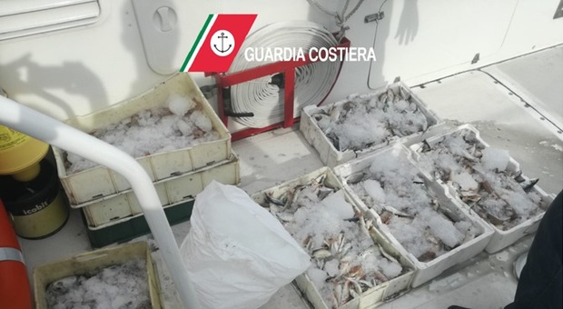 Una tonnellata di pesce sequestrata dalla Guardia Costiera: cosa è successo