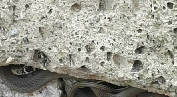 Serpente sotto una roccia a Fiumicino. «Sembra una vipera», ma è un biacco. L’esperto: «Cerca cibo e calore»