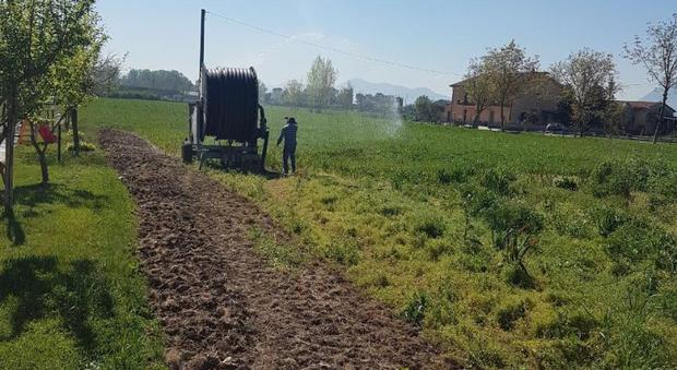 Valle del Liri, campi di mais a secco Domani la protesta con i trattori davanti al Consorzio di Bonifica