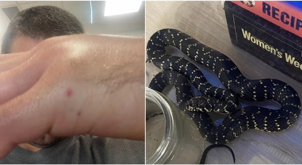 Porta a casa un serpente velenoso per farlo vedere ai figli: l'uomo finisce ricoverato in ospedale