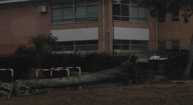 Roma, albero crolla e si schianta davanti a una scuola a Casalpalocco