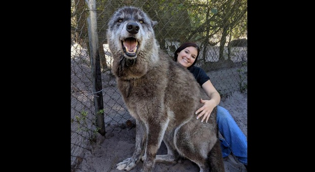 Il cane lupo gigante Yuki (immagini pubbl da Shy Wolf Sanctuary su Fb e Instagram)
