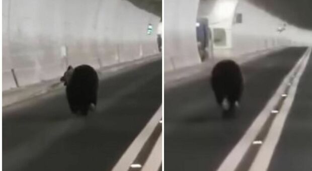 Orso in fuga in una galleria tra Arquata e Tronto, il video diventa virale