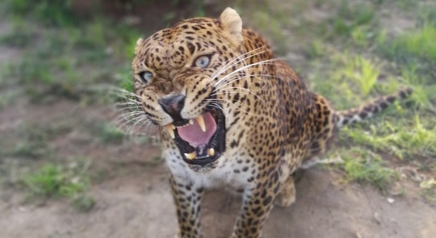 Nello Zoo di Napoli arriva il leopardo Shankiri: «Sarà un'ottima compagnia per Kegalla»