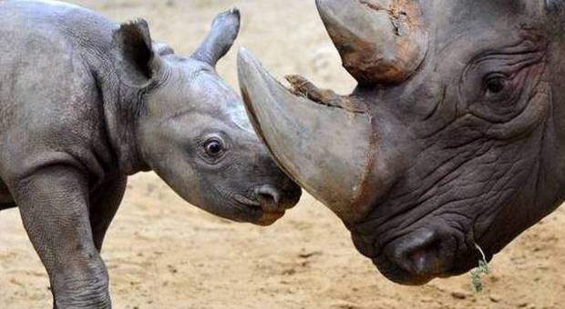 Così salveremo i rinoceronti: un corno artificiale clonato da quelli veri, ma il Wwf boccia il progetto