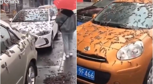 Cina, pioggia di vermi. Le autorità: «Riparatevi con gli ombrelli». Cosa sta succedendo e perché