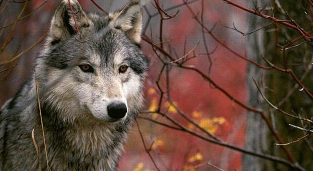 Guerra in Regione sull'abbattimento dei lupi: Zaia contestato dai suoi