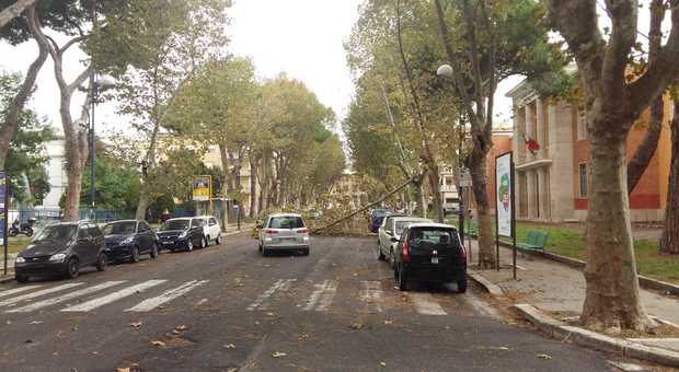 Maltempo a Latina, raffiche di vento in tutta la provincia: cadono rami, alberi e pali della luce