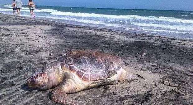 Ostuni, trambusto tra i bagnanti per una tartaruga morta in spiaggia