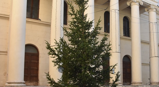 Natale, Coldiretti: alberi veri in 3,5 milioni di case