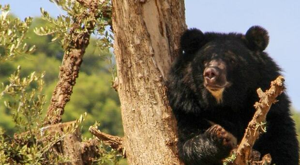 Lo Zoo di Fasano vuole l'orsa "killer" che ha ucciso il runner. « Pronti ad accoglierla». Il sindaco: proposta condivisa