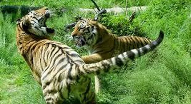 Tigri scappano dalla gabbia e uccidono il guardiano dello zoo