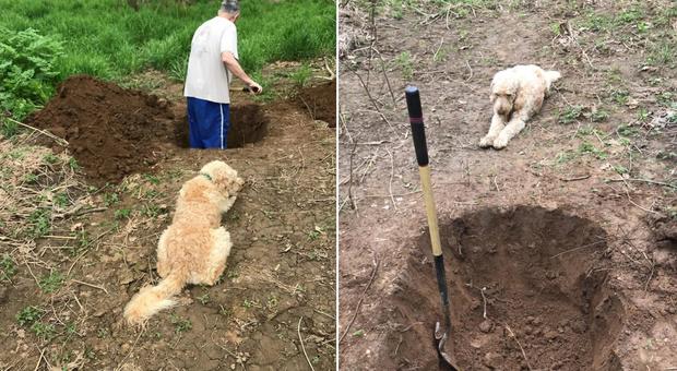 «Il cane va soppresso», e vede il padrone scavargli la fossa: poi accade il "miracolo"