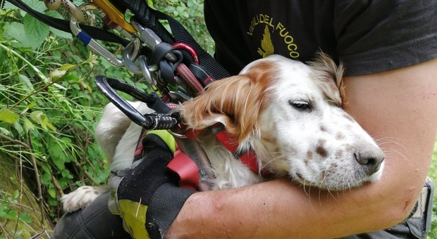 Il cagnolino imbragato e portato al sicuro dai vigili del fuoco
