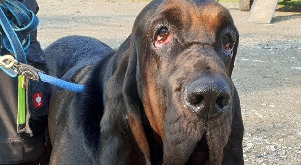 Tosca, il cane segugio ucciso dal suo padrone per una zampa ferita: denuncia degli animalisti