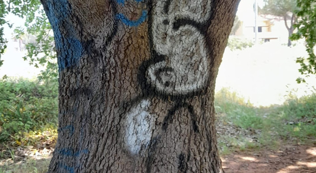 Galatina, la quercia vallonea vittima dei vandali
